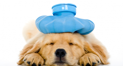 Pet Insurance for NHS Staff, Family and Friends