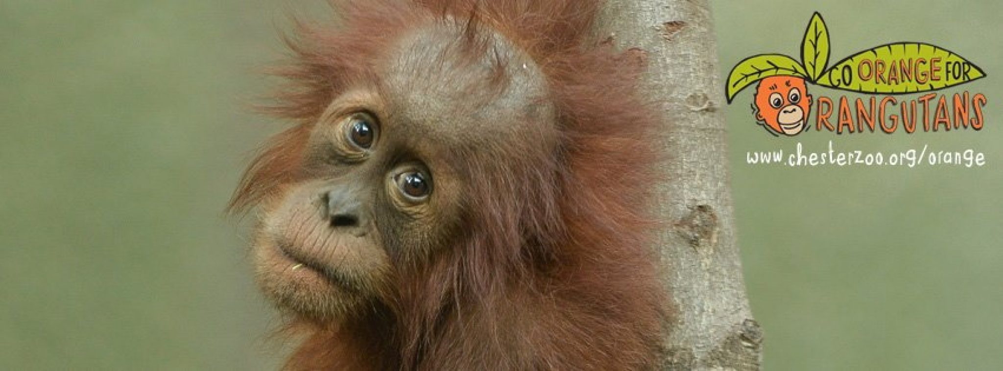 A Day Out at Chester Zoo with the Family for NHS Staff