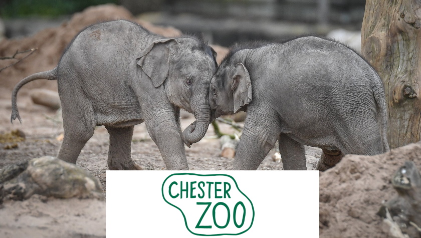 chester zoo animals