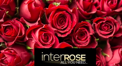 InterRose – Discount and Savings