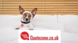 Pet Insurance for NHS Staff, Family and Friends – pay from just £3.35 per month*