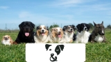 Pooch and Mutt NHS Discount – Exclusive Offers